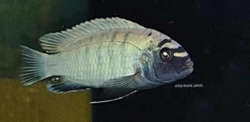 Pseudotropheus sp. 'polit' Lion's Cove